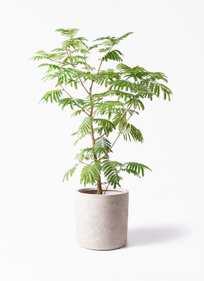 チエ　大型　エバーフレッシュ　花付き　曲がり仕立て　10号　陶器鉢 観葉植物 エバーフレッシュ 10号 ボサ造り エコストーンGray