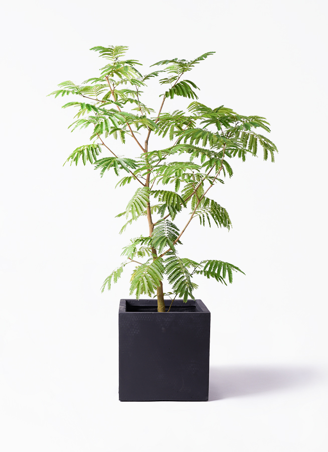 everfresh-101_1.jpg?1733192385