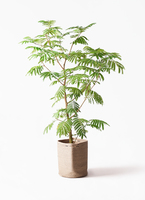 エバーフレッシュ　リビングサイズ！Ｌ10 観葉植物 10号 エバーフレッシュ」の人気商品一覧 | 安い商品を