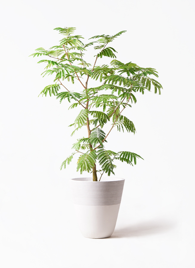 観葉植物 エバーフレッシュ 10号 ボサ造り ジュピター 白 付き | 観葉