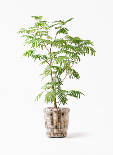 everfresh-200_1.jpg?1733192415