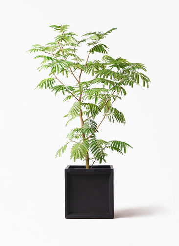 everfresh-196_1.jpg?1733192420