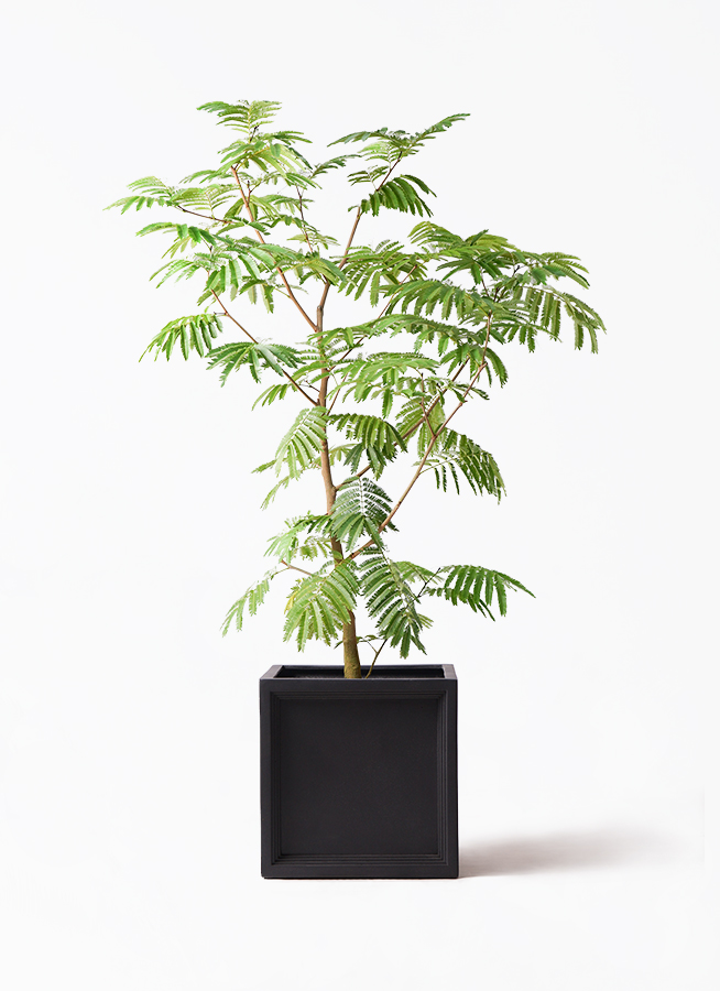 観葉植物 エバーフレッシュ 10号 ボサ造り ブリティッシュキューブ