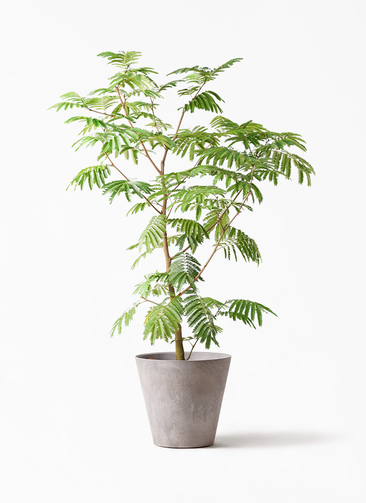 everfresh-201_1.jpg?1733192438