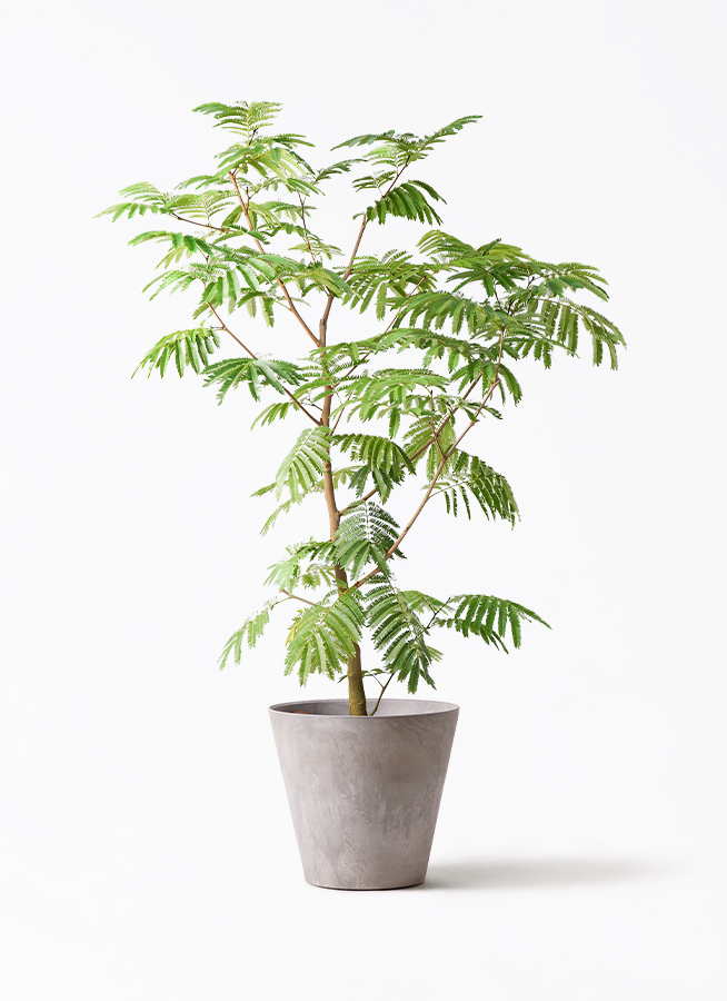 観葉植物 エバーフレッシュ 10号 ボサ造り アートストーン ラウンド
