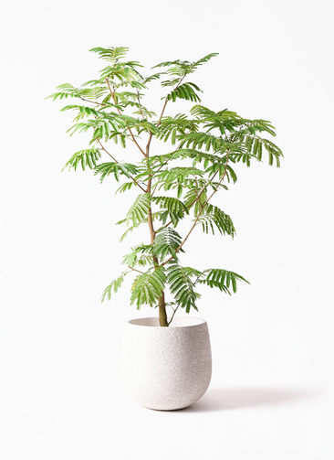 観葉植物 エバーフレッシュ 10号 ボサ造り エコストーンwhite 付き