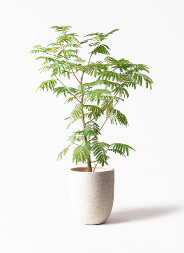 everfresh-423_1.jpg?1733192455