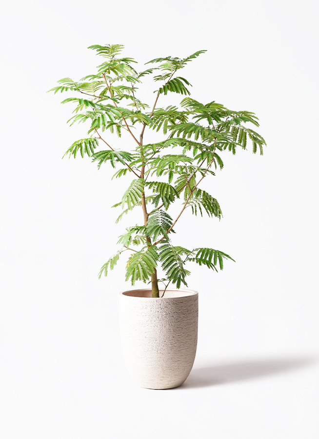 everfresh-423_1.jpg?1733192455