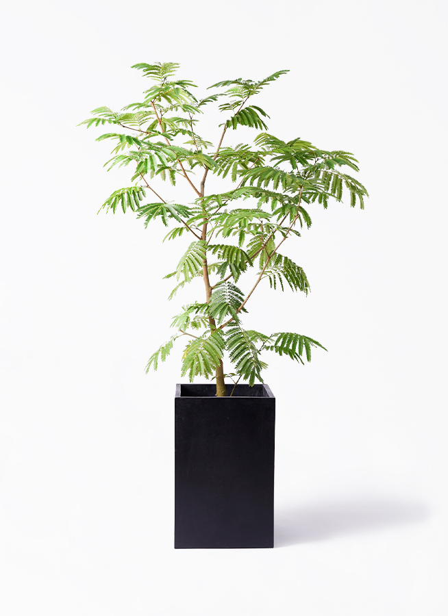 観葉植物 エバーフレッシュ 10号 ボサ造り セドナロング 墨 付き