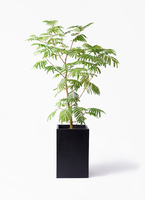 everfresh-411_1.jpg?1733192487