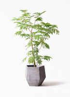 【引き取り限定】破格！エバーフレッシュ 約1.3m観葉植物 everfresh-47_1.jpg?1733192489
