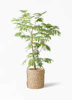 everfresh-602_1.jpg?1733192501