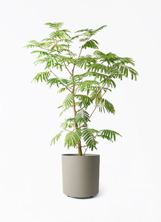 その他観葉植物 masa 観葉植物 エバーフレッシュ 10号 ボサ造り フェルム シリンダー