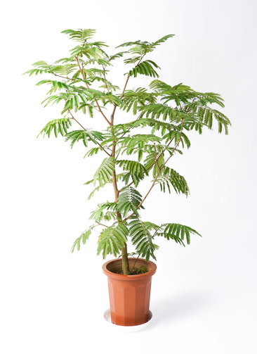 観葉植物 エバーフレッシュ 10号 ボサ造り プラスチック鉢 | 観葉植物