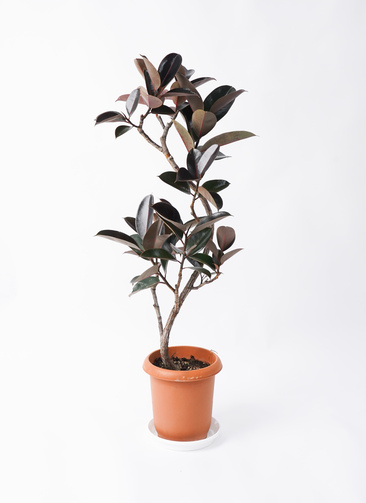 フィカス　バーガンディ　グラファイトストーム陶器鉢　植え込み発送 観葉植物 フィカス バーガンディ 8号 ノーマル アートストーン