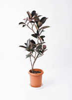ficus-burgundy-magari-1_0001.
