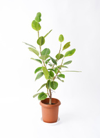 ficus-altissima-205_0001.jpg?