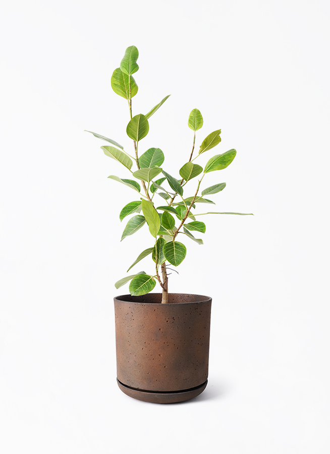 観葉植物 フィカス アルテシーマ 8号 ストレート ライム ドゥオ