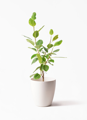 観葉植物 フィカス アルテシーマ 8号 ストレート ラスターポット 付き