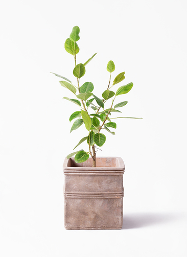 観葉植物 フィカス アルテシーマ 8号 ストレート テラアストラ