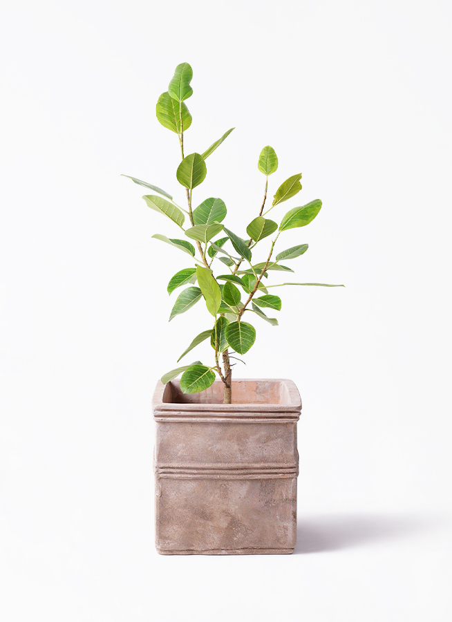 ficus-altissima-239_1.jpg?