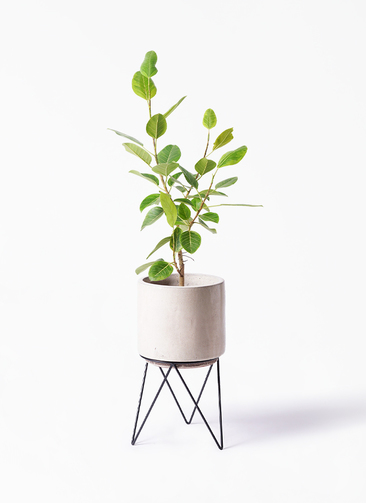 観葉植物 フィカス アルテシーマ 8号 ストレート ビトロ エンデカ