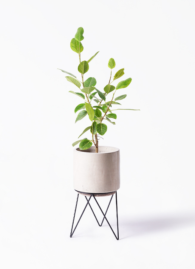 観葉植物 フィカス アルテシーマ 8号 ストレート ビトロ エンデカ