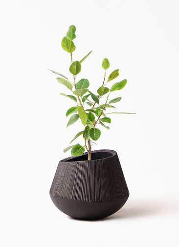 観葉植物 フィカス アルテシーマ 8号 ストレート エディラウンド 黒