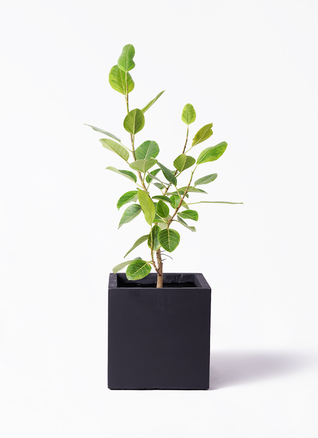 ficus-altissima-235_1.jpg?