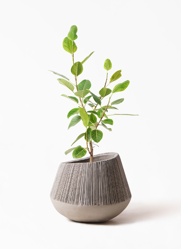 観葉植物 フィカス アルテシーマ 8号 ストレート エディラウンド
