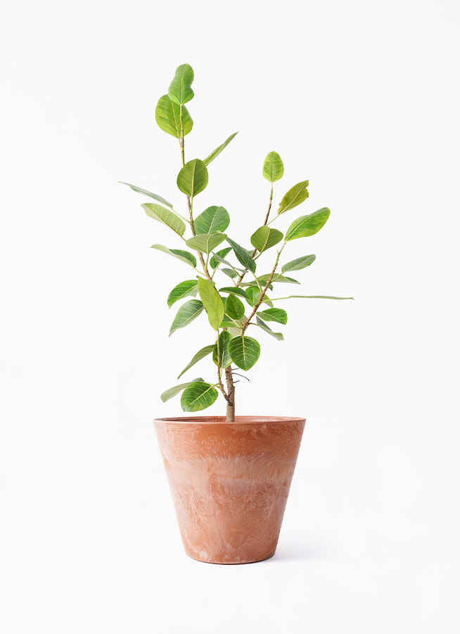 ficus-altissima-934_1.jpg?