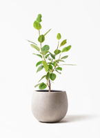 観葉植物 フィカス アルテシーマ 8号 ストレート コンカー キューブ 灰