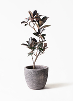 ficus-burgundy-magari-10_1.jpg