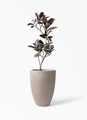ficus-burgundy-magari-129_1.