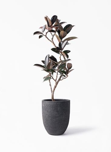 ficus-burgundy-magari-120_1.