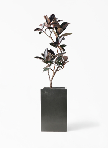 観葉植物 フィカス バーガンディ 170cm・10号 観葉植物 フィカス バーガンディ 8号 曲り セドナロング 墨 付き