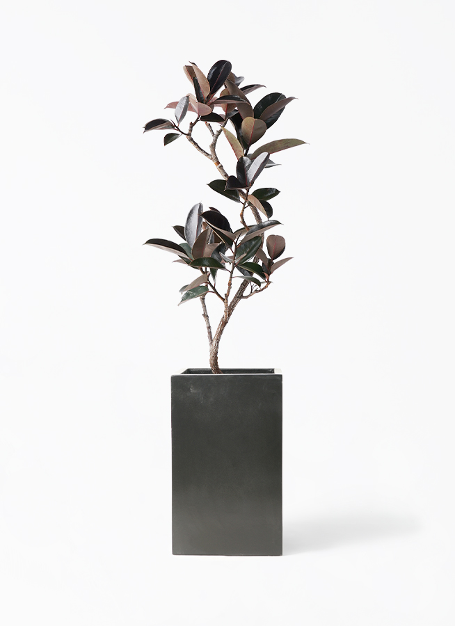 観葉植物 フィカス バーガンディ 8号 曲り セドナロング 墨 付き