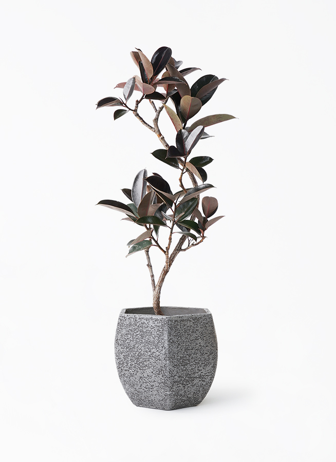 観葉植物 フィカス バーガンディ 8号 曲り Eco Stone（エコストーン