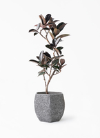 ficus-burgundy-magari-159_1.