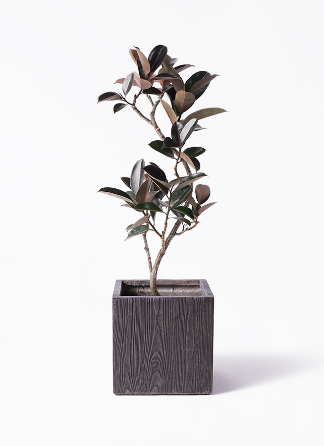 ficus-burgundy-magari-32_1.jpg