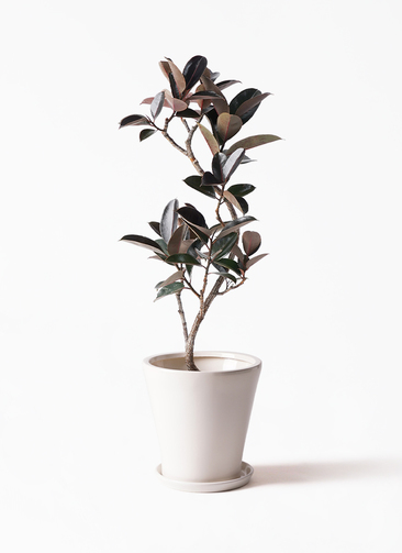 フィカス　バーガンディ　曲がり　鉢皿付き ficus-burgundy-magari-14_1.jpg