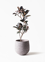 フィカス　バーガンディ　曲がり仕立て　グラファイトストーム陶器鉢　植え込み発送 ficus-burgundy-magari-2_1.jpg?