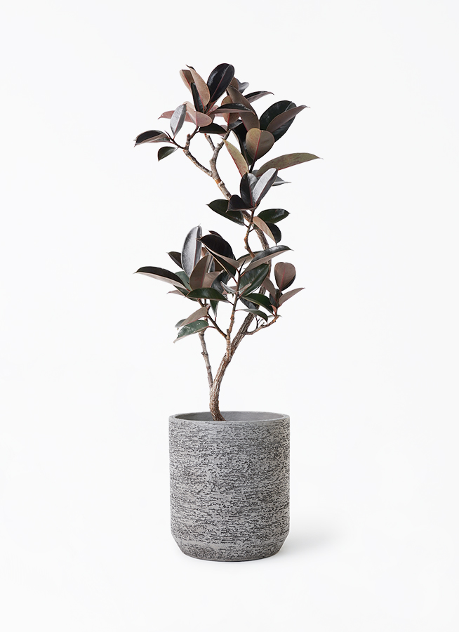 観葉植物 フィカス バーガンディ 140cm ficus-burgundy-magari-161_1.