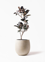 観葉植物 フィカスバーガンディ ficus-burgundy-magari-58_1.jpg