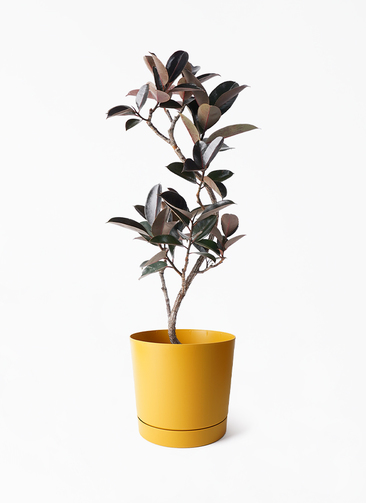 観葉植物 フィカス バーガンディ 155cm 8号 観葉植物》 フィカス・バーガンディ 8号 受け皿付き | 札幌 花屋