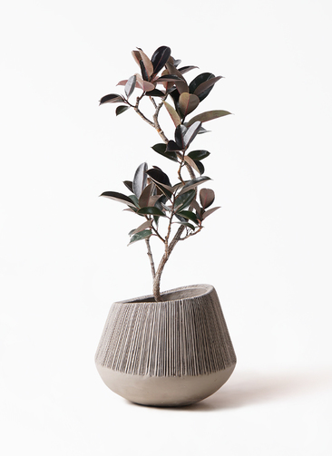 ficus-burgundy-magari-50_1.jpg