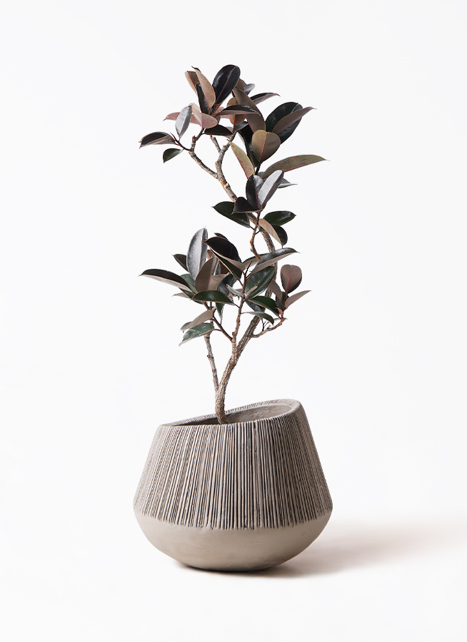 ficus-burgundy-magari-50_1.jpg