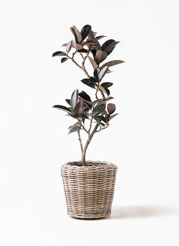 ficus-burgundy-magari-69_1.jpg