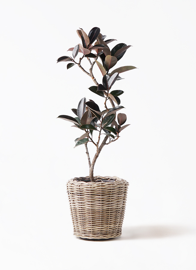 観葉植物 フィカス バーガンディ 8号 曲り モンデリック ラタン 観葉植物 フィカス バーガンディ 8号 曲り モンデリック ラタン