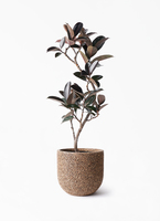 ficus-burgundy-magari-253_1.